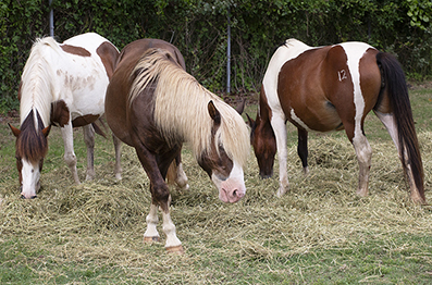 Chincoteague Wild Ponies : Personal Photo Projects : Photos : Richard Moore : Photographer